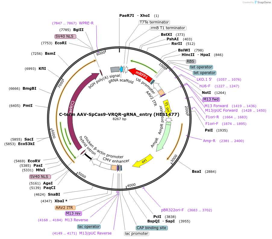 242660-plasmid-map-sequence-id-489092