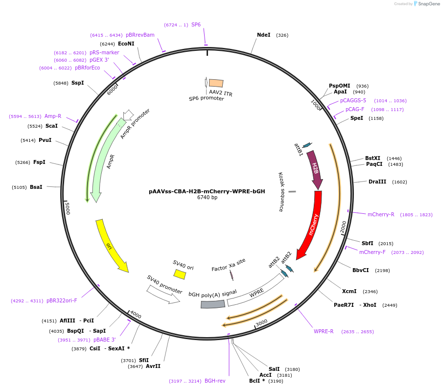 245084-plasmid-map-sequence-id-489096