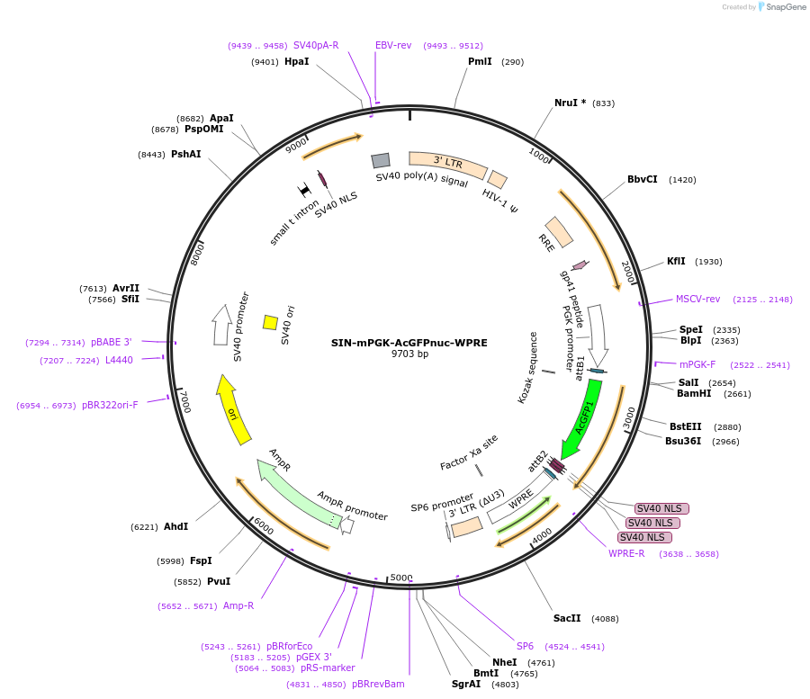 245090-plasmid-map-sequence-id-489100