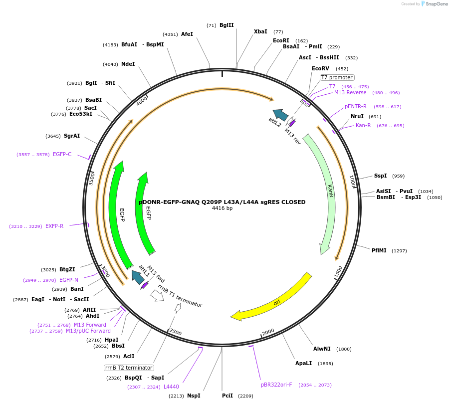 241956-plasmid-map-sequence-id-489128
