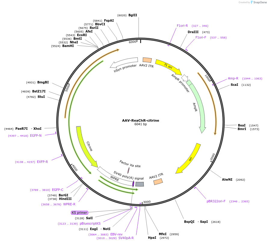 50954-plasmid-map-sequence-id-489175