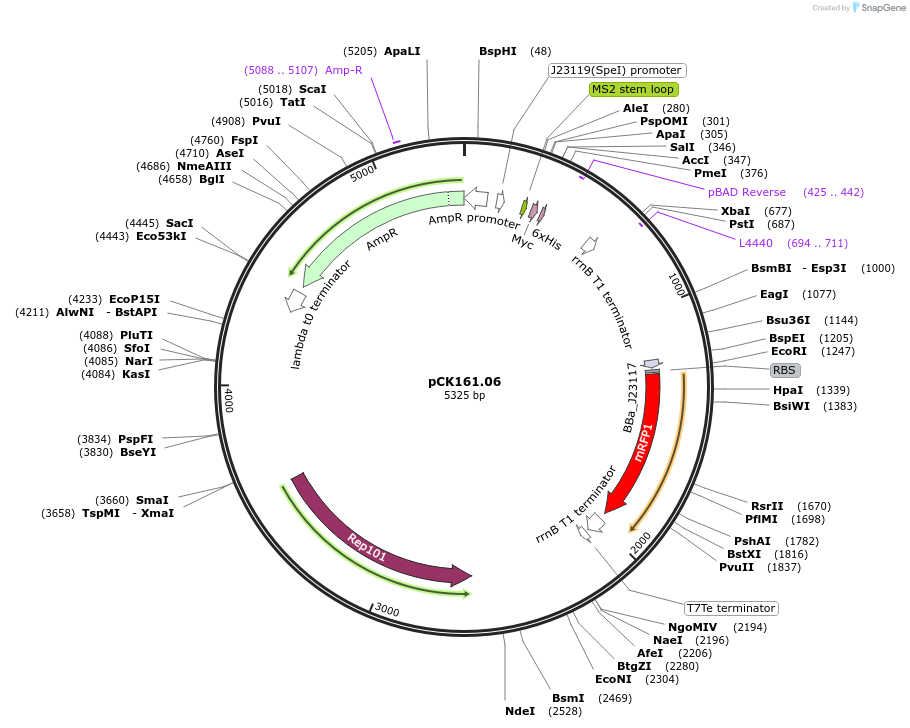 242925-plasmid-map-sequence-id-489179