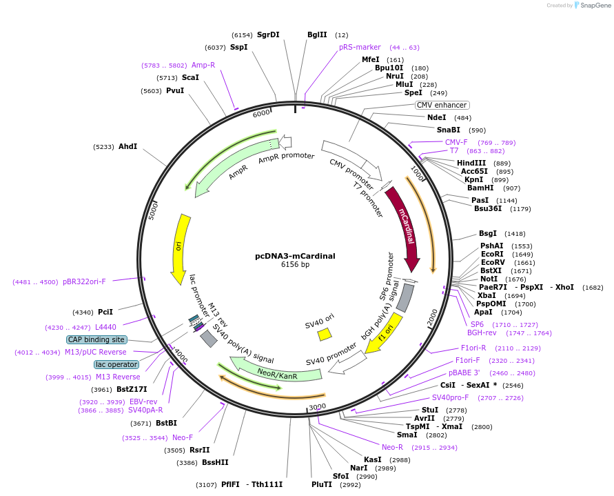 51311-plasmid-map-sequence-id-489180