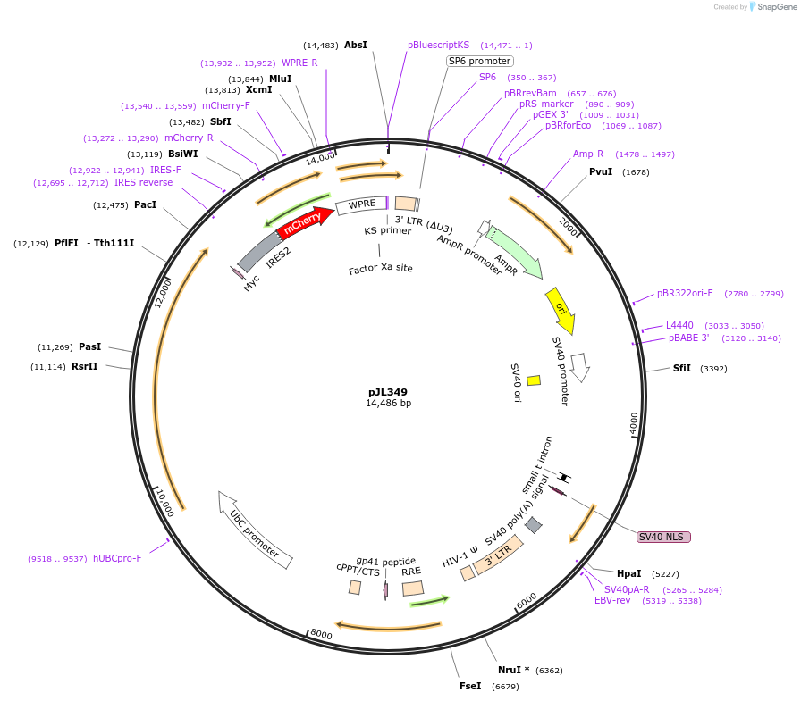 243708-plasmid-map-sequence-id-489190