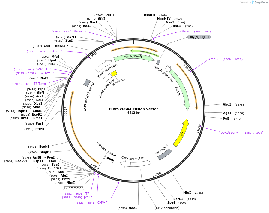 236894-plasmid-map-sequence-id-489191