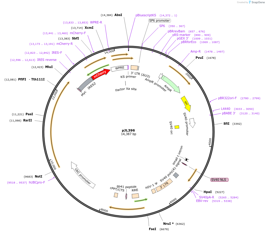243719-plasmid-map-sequence-id-489192