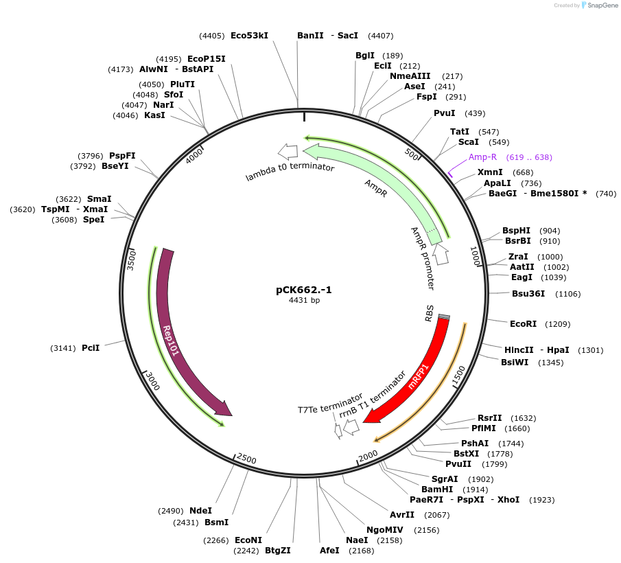 242922-plasmid-map-sequence-id-489194