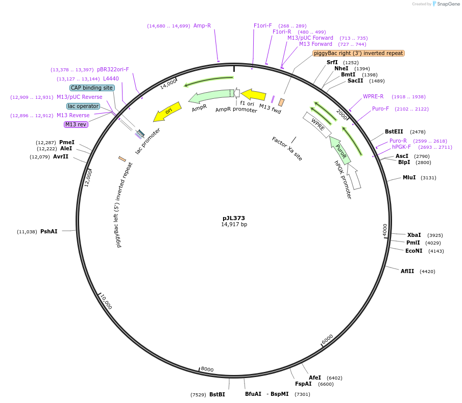 243715-plasmid-map-sequence-id-489195