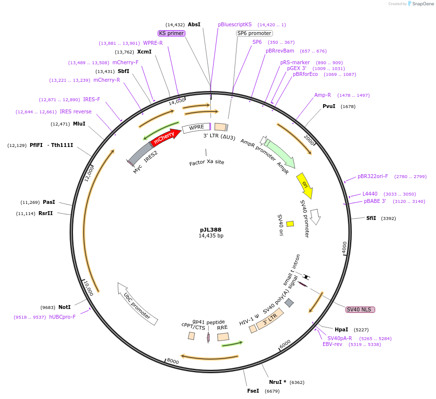 243717-plasmid-map-sequence-id-489236