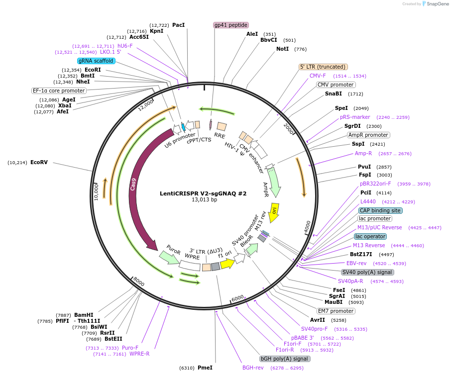 241943-plasmid-map-sequence-id-489237