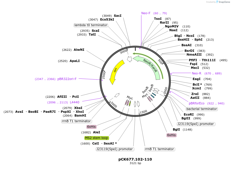 242928-plasmid-map-sequence-id-489240