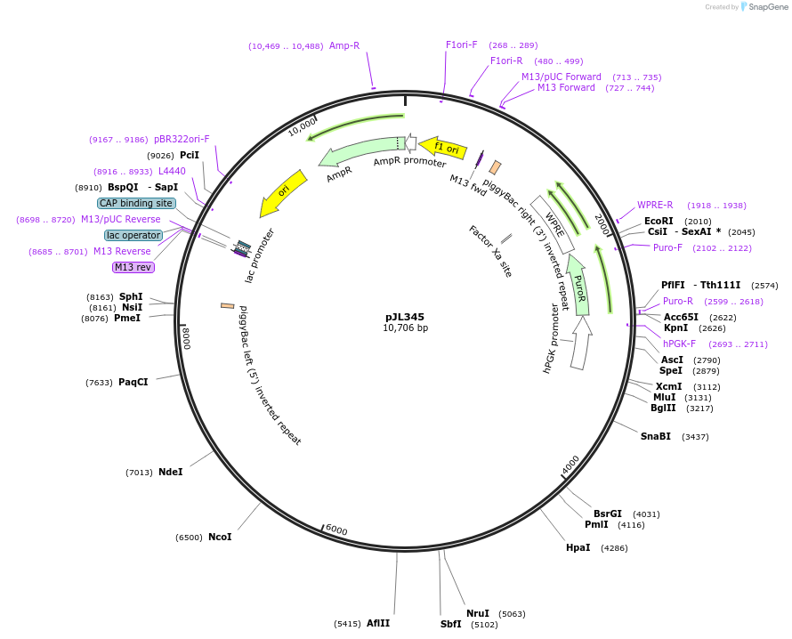 243706-plasmid-map-sequence-id-489241