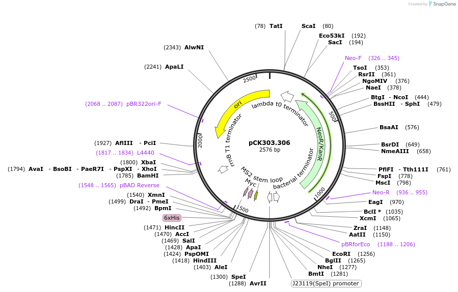 242926-plasmid-map-sequence-id-489242