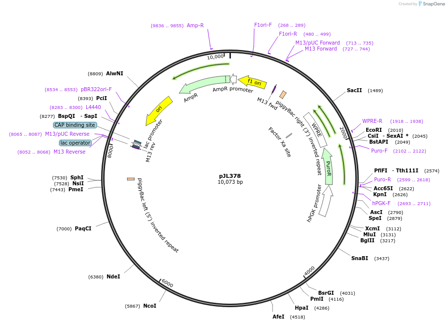 243716-plasmid-map-sequence-id-489244