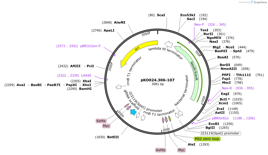 242927-plasmid-map-sequence-id-489265