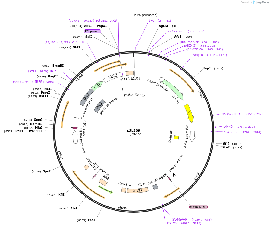 243692-plasmid-map-sequence-id-489266