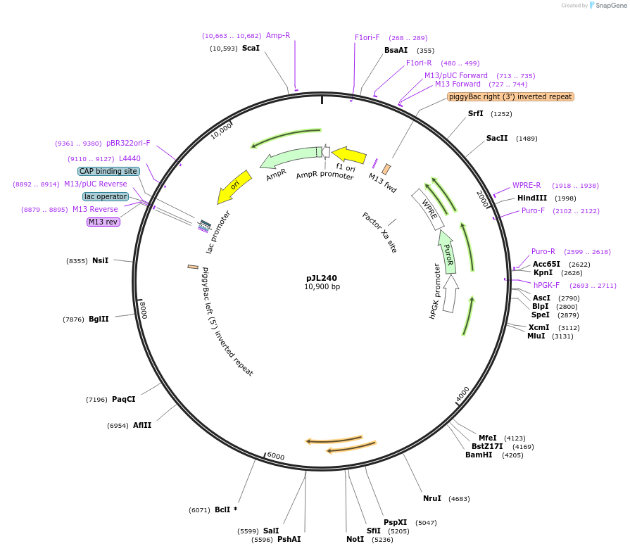 243695-plasmid-map-sequence-id-489272