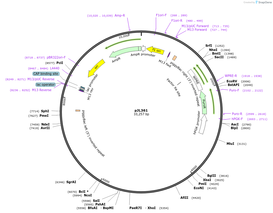 243714-plasmid-map-sequence-id-489275