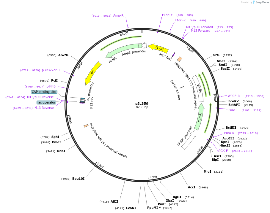 243713-plasmid-map-sequence-id-489276