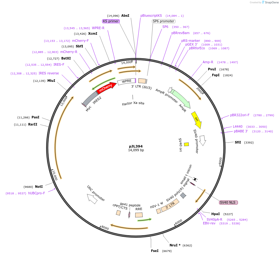 243718-plasmid-map-sequence-id-489279