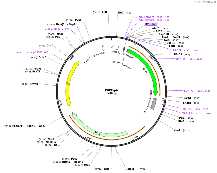 241151-plasmid-map-sequence-id-489286