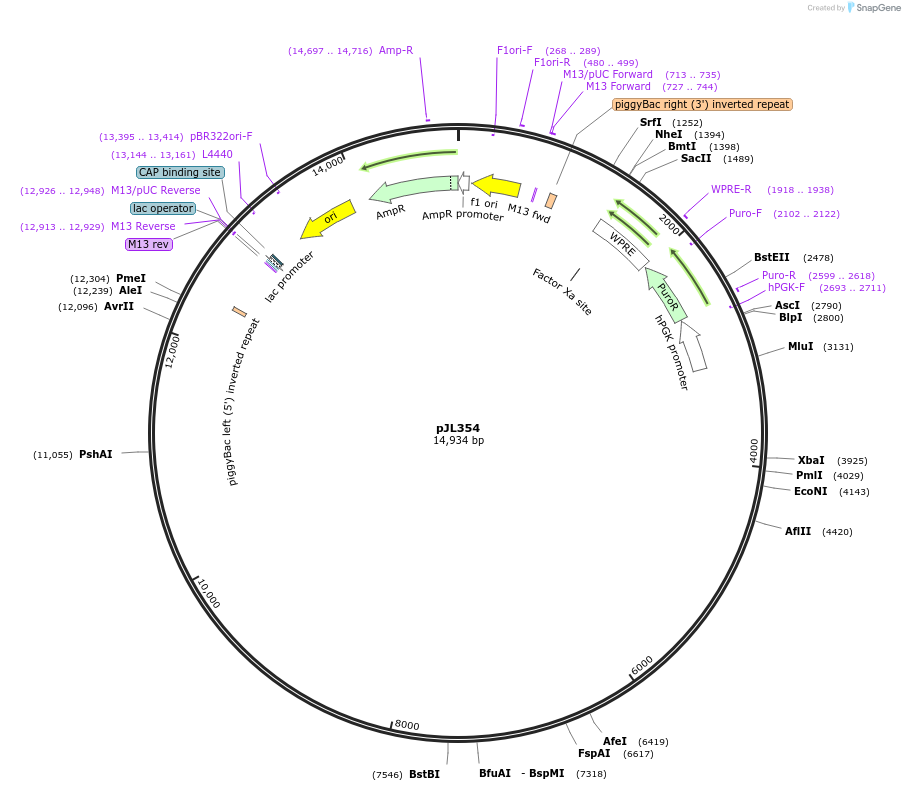 243709-plasmid-map-sequence-id-489299