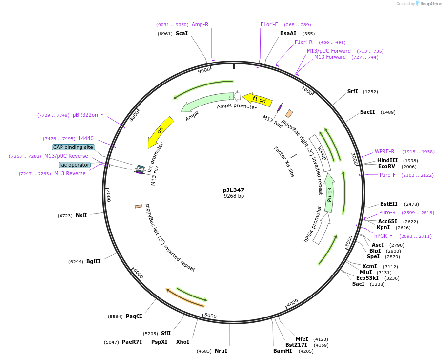 243707-plasmid-map-sequence-id-489300