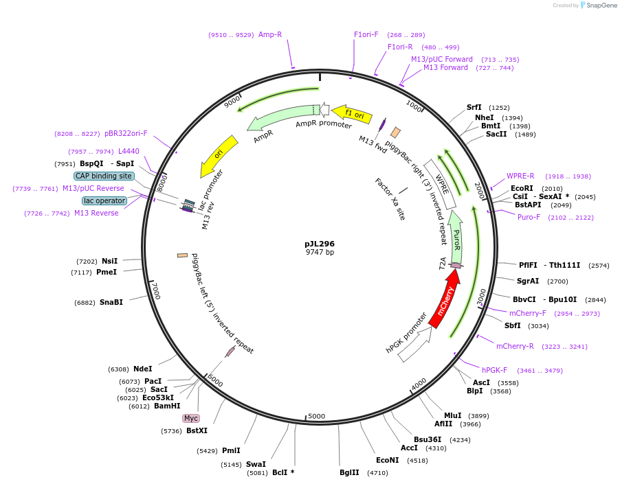 243700-plasmid-map-sequence-id-489301