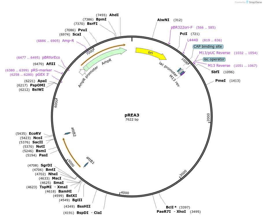 245832-plasmid-map-sequence-id-489306