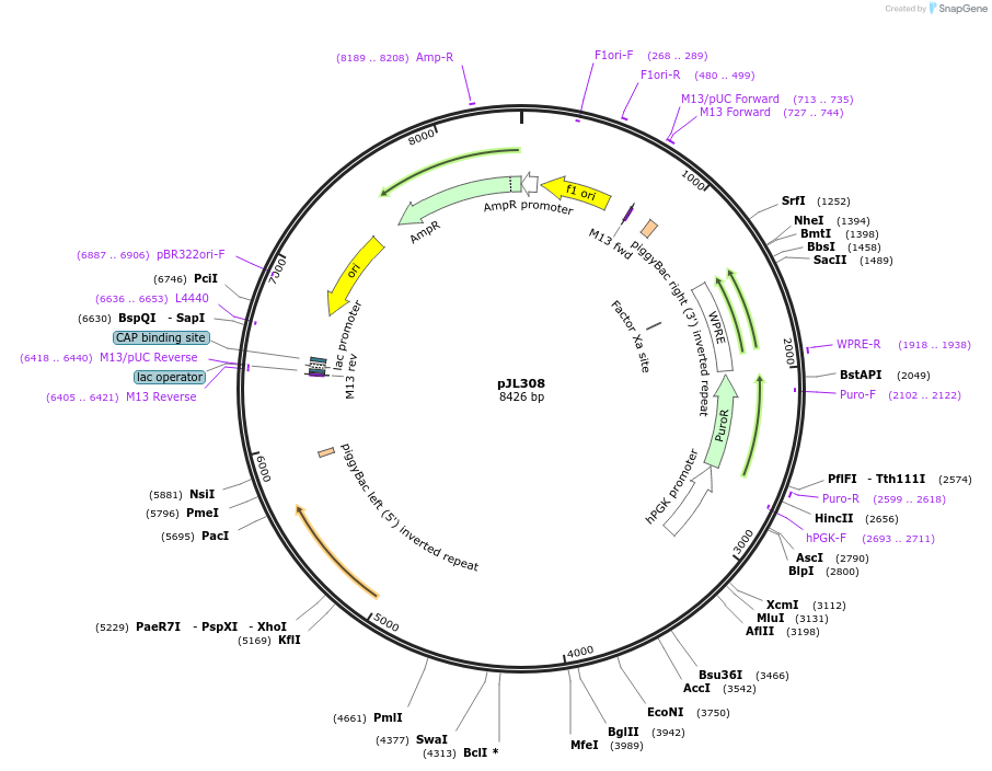 243704-plasmid-map-sequence-id-489308