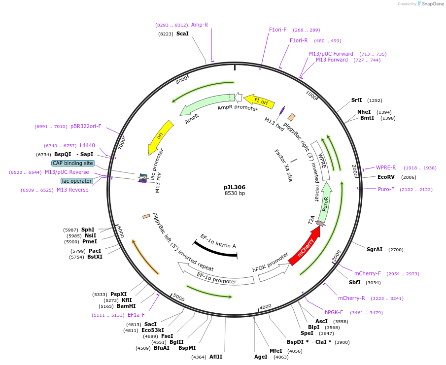 243703-plasmid-map-sequence-id-489309