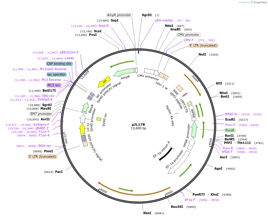 243687-plasmid-map-sequence-id-489314