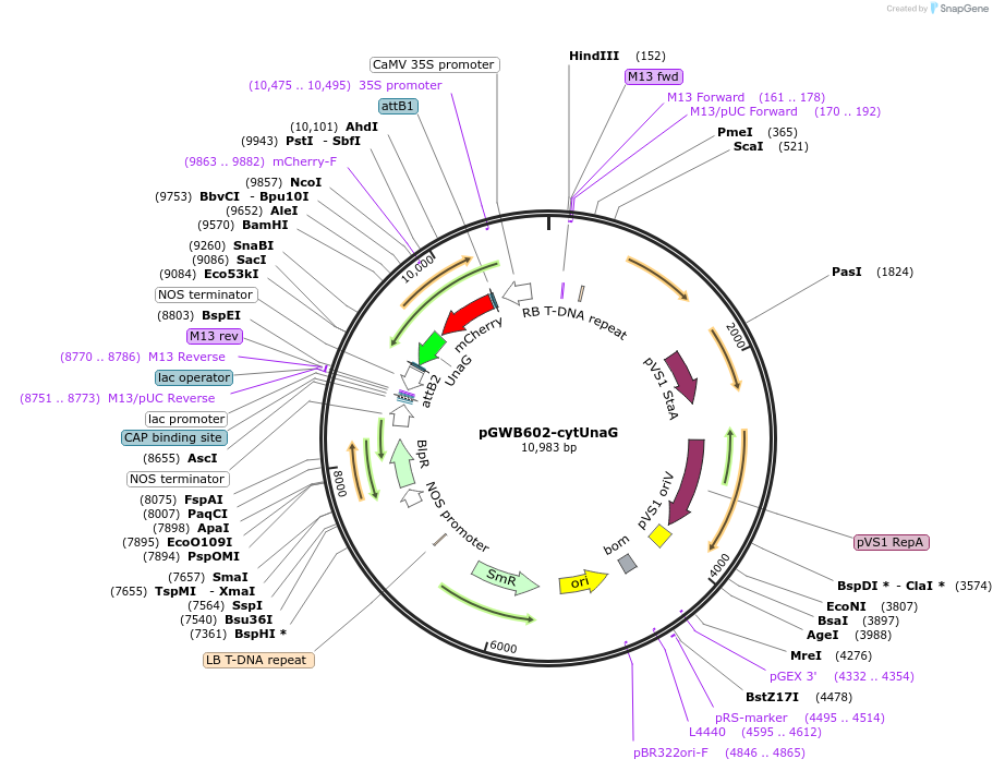 220101-plasmid-map-sequence-id-489315