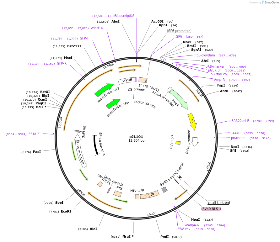 243685-plasmid-map-sequence-id-489316
