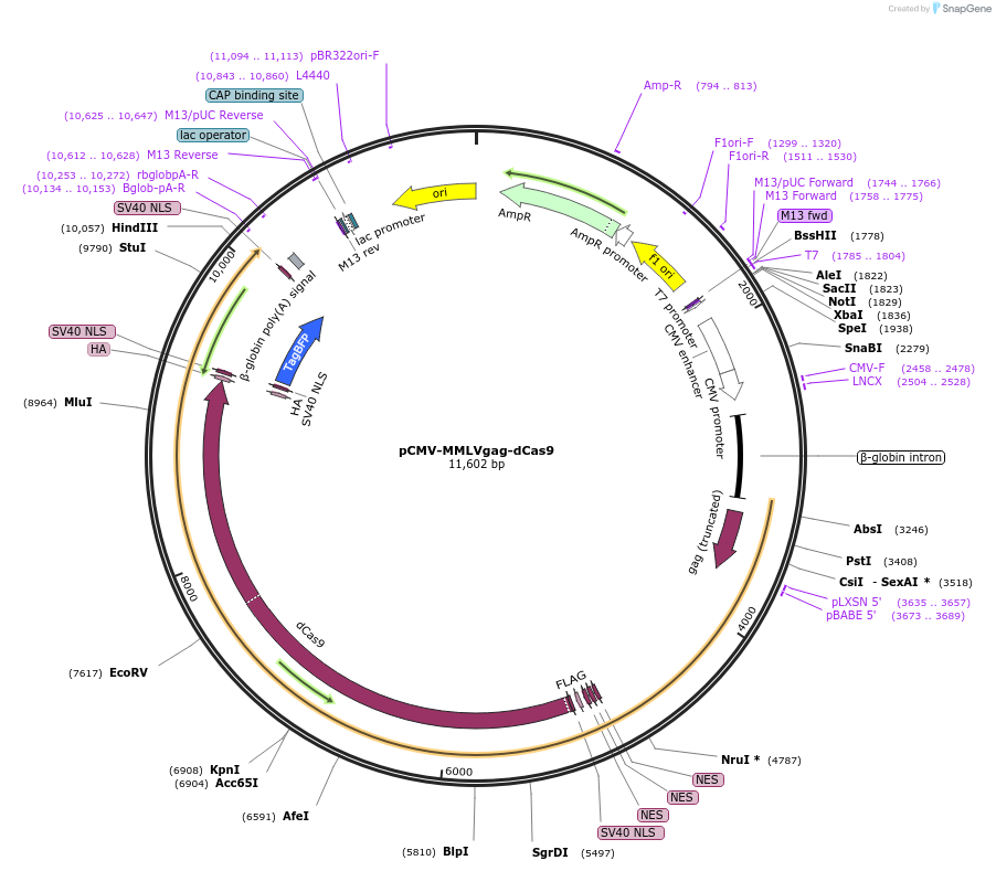 241827-plasmid-map-sequence-id-489324