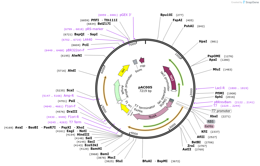 242075-plasmid-map-sequence-id-489325