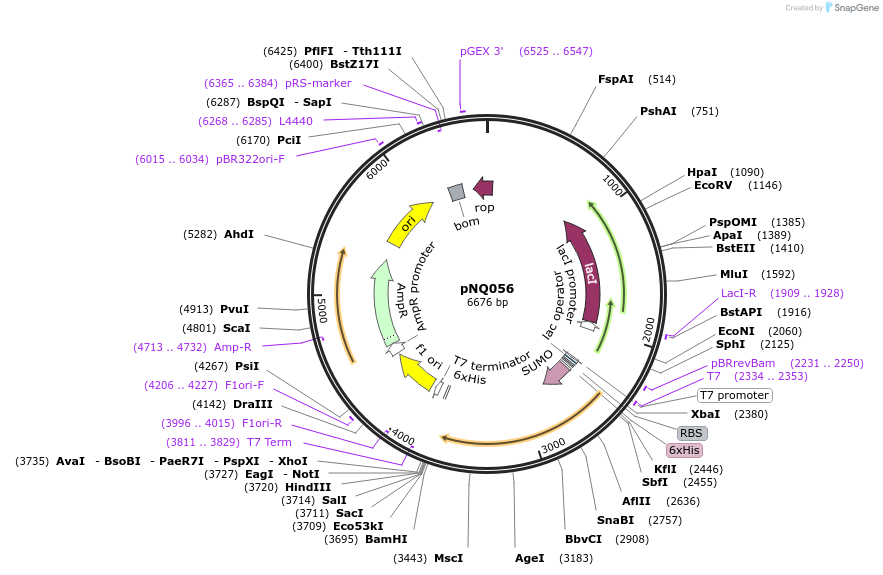 242078-plasmid-map-sequence-id-489327