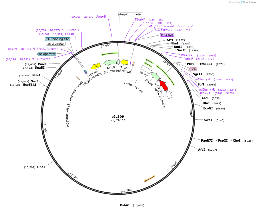 243705-plasmid-map-sequence-id-489328