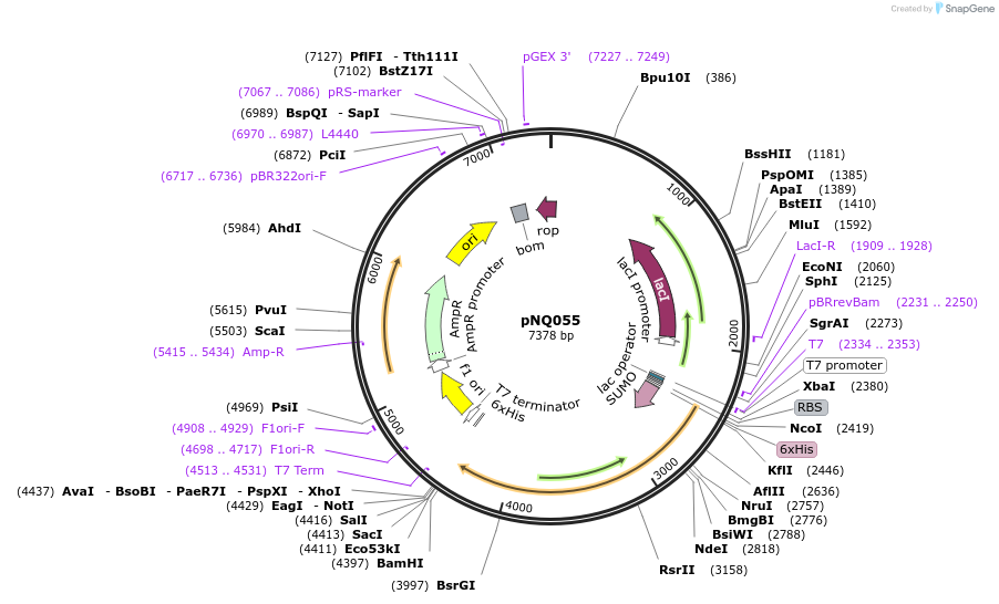 242077-plasmid-map-sequence-id-489331