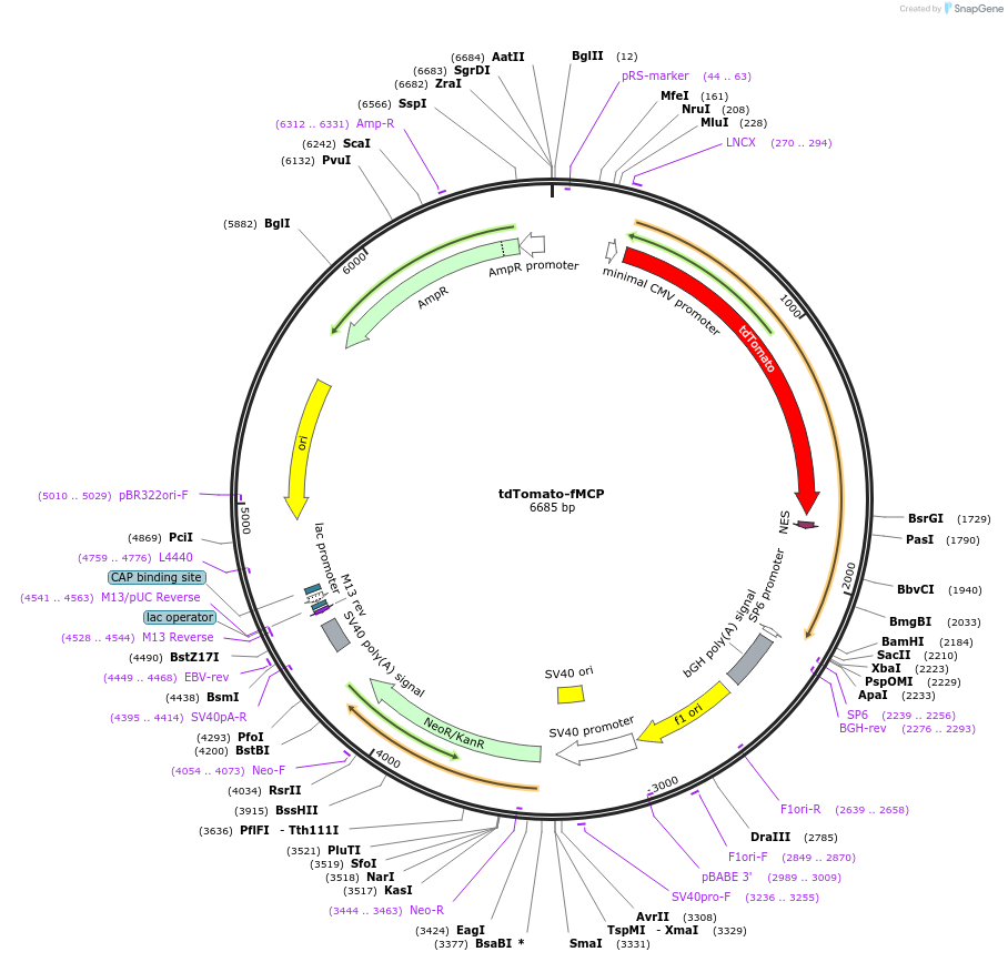 238913-plasmid-map-sequence-id-489339