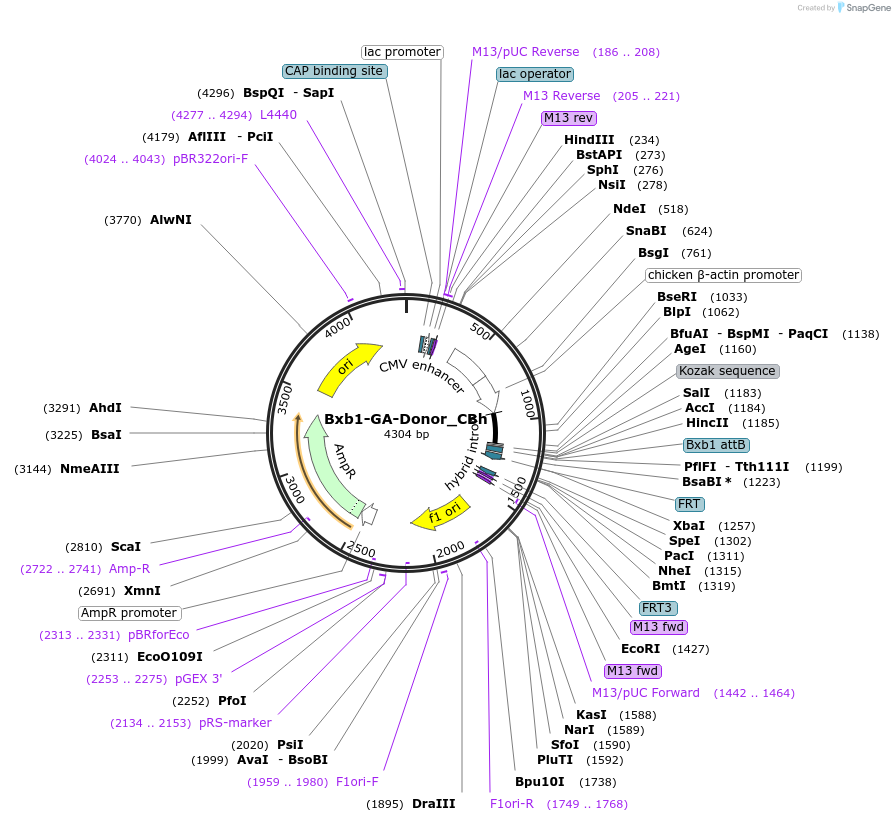 241376-plasmid-map-sequence-id-489343
