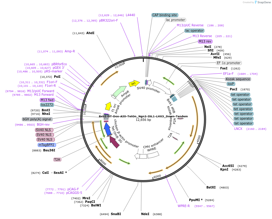 241396-plasmid-map-sequence-id-489344
