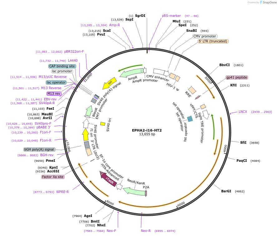236335-plasmid-map-sequence-id-489346