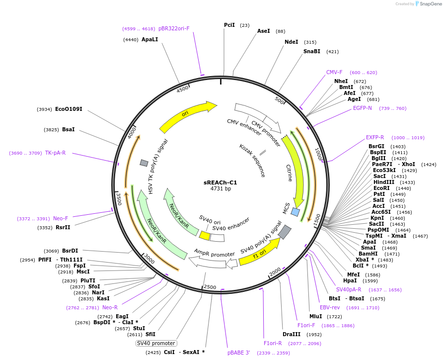 21946-plasmid-map-sequence-id-489348
