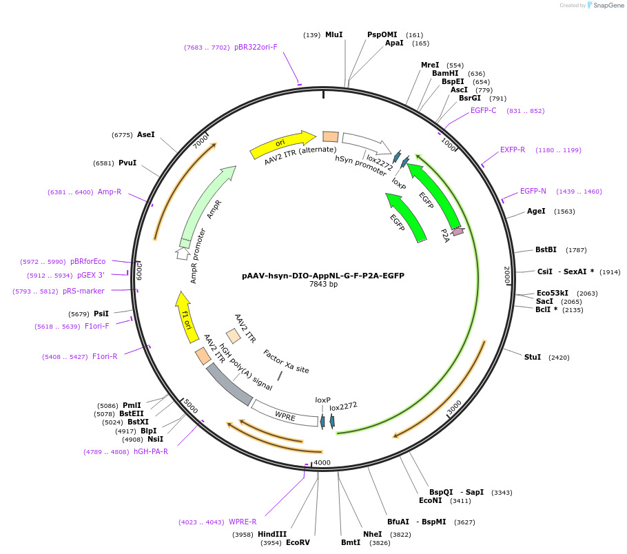 242648-plasmid-map-sequence-id-489351