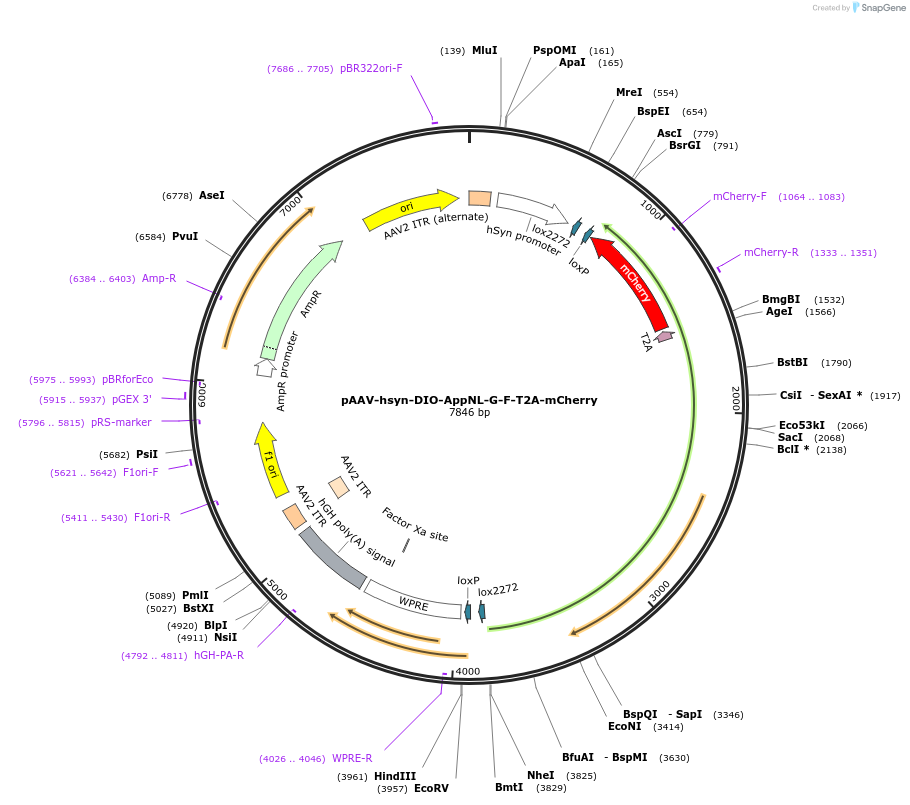 242649-plasmid-map-sequence-id-489352