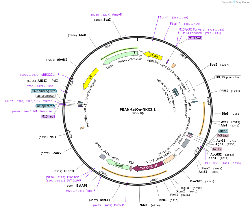 238472-plasmid-map-sequence-id-489363