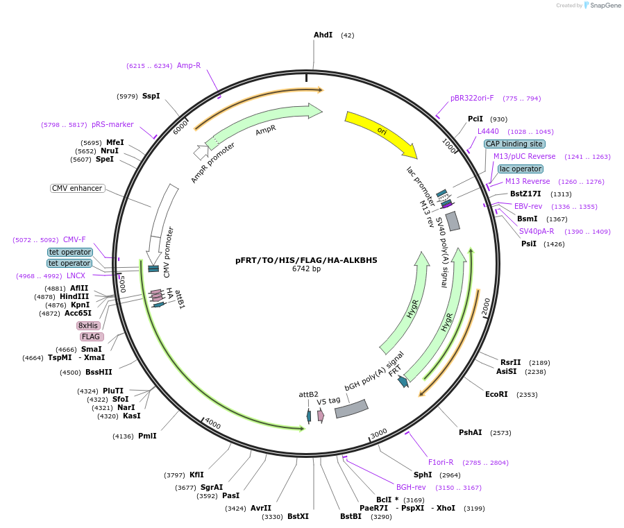38073-plasmid-map-sequence-id-489382