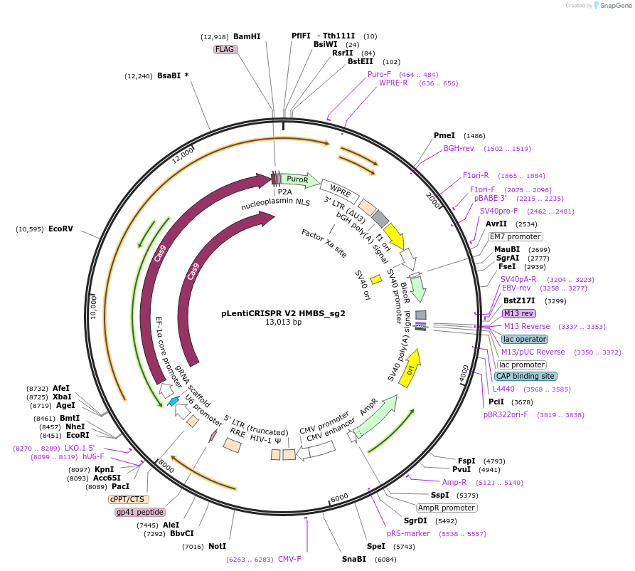244860-plasmid-map-sequence-id-489388
