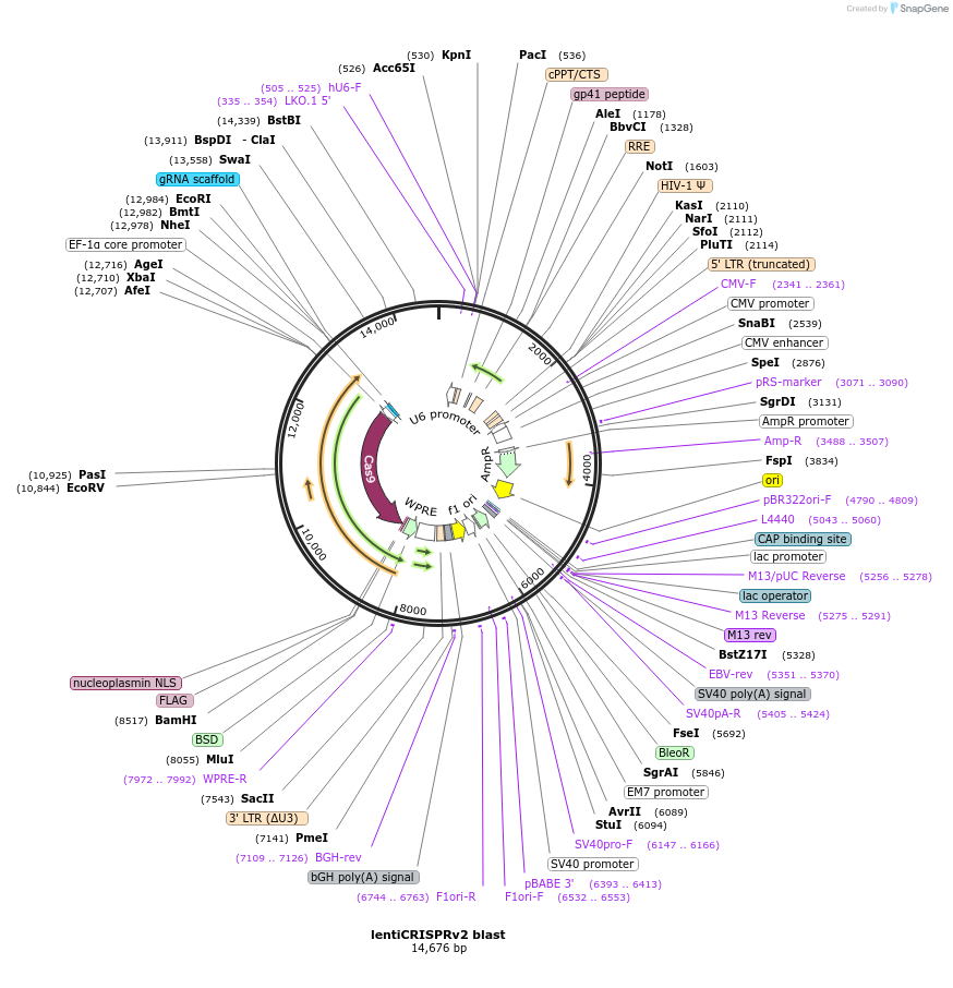 98293-plasmid-map-sequence-id-489390
